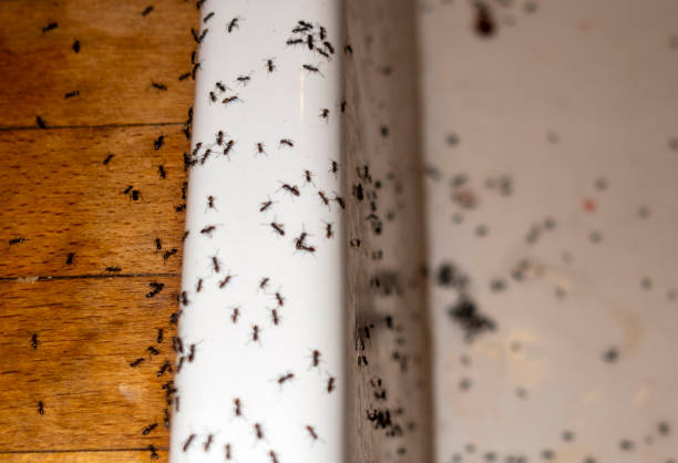 Best Pest Control for Businesses  in Caledonia, MS