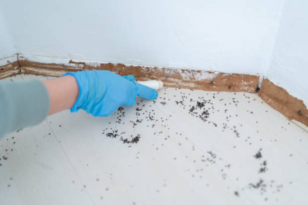 Best Flea Control Services  in Caledonia, MS